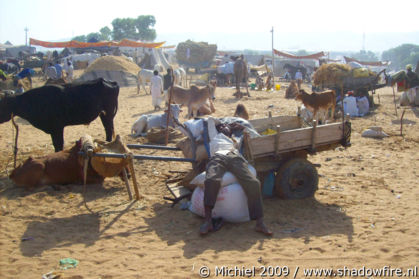 Camel Fair, Pushkar, Rajasthan, India, India 2009,travel, photography,favorites