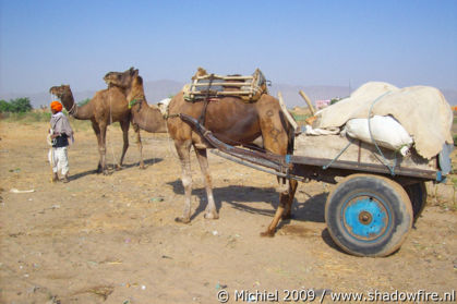 Camel Fair, Pushkar, Rajasthan, India, India 2009,travel, photography