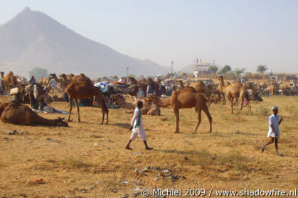 Camel Fair, Pushkar, Rajasthan, India, India 2009,travel, photography