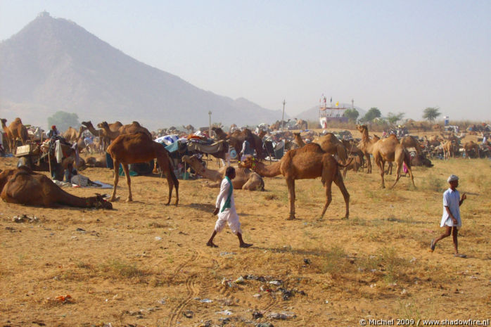 Camel Fair, Pushkar, Rajasthan, India, India 2009,travel, photography