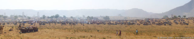 Camel Fair panorama Camel Fair, Pushkar, Rajasthan, India, India 2009,travel, photography,favorites, panoramas