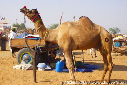 Camel Fair, Pushkar, Rajasthan, India, India 2009,travel, photography,favorites