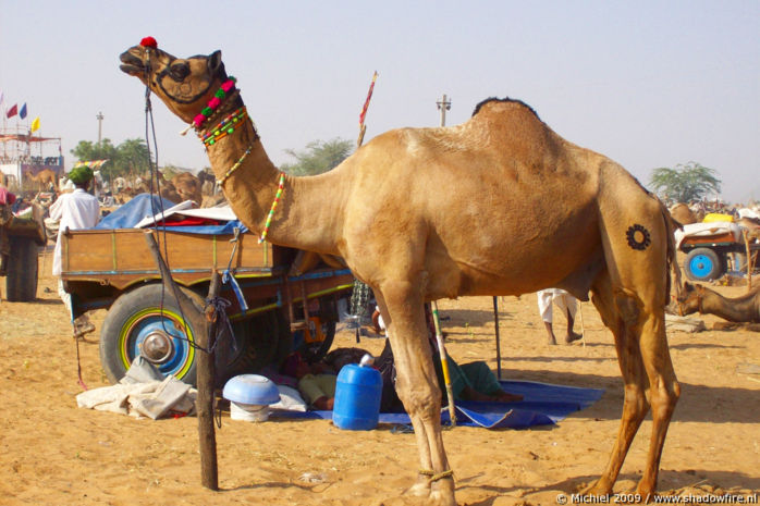 Camel Fair, Pushkar, Rajasthan, India, India 2009,travel, photography,favorites