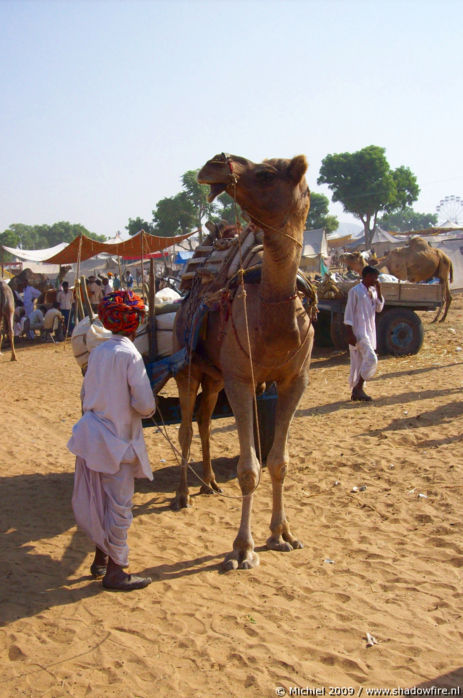 Camel Fair, Pushkar, Rajasthan, India, India 2009,travel, photography