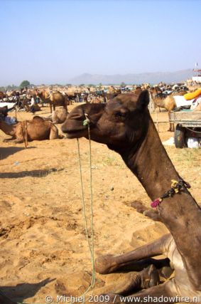 Camel Fair, Pushkar, Rajasthan, India, India 2009,travel, photography