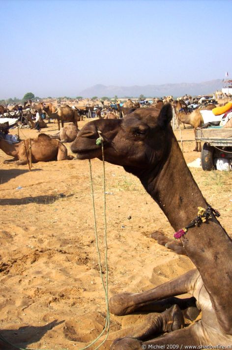 Camel Fair, Pushkar, Rajasthan, India, India 2009,travel, photography