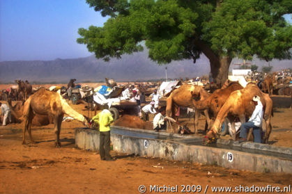 Camel Fair, Pushkar, Rajasthan, India, India 2009,travel, photography