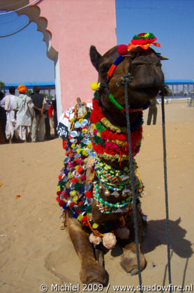 Camel Fair, Pushkar, Rajasthan, India, India 2009,travel, photography