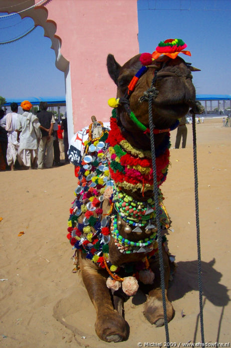 Camel Fair, Pushkar, Rajasthan, India, India 2009,travel, photography