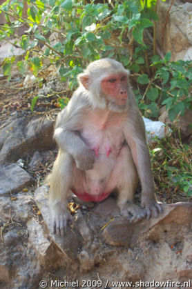 Galta Monkey Temple, Jaipur, Rajasthan, India, India 2009,travel, photography