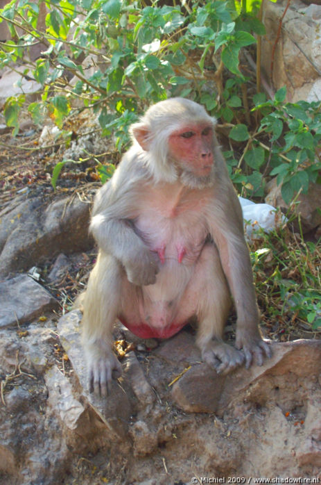 Galta Monkey Temple, Jaipur, Rajasthan, India, India 2009,travel, photography