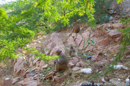 Galta Monkey Temple, Jaipur, Rajasthan, India, India 2009,travel, photography