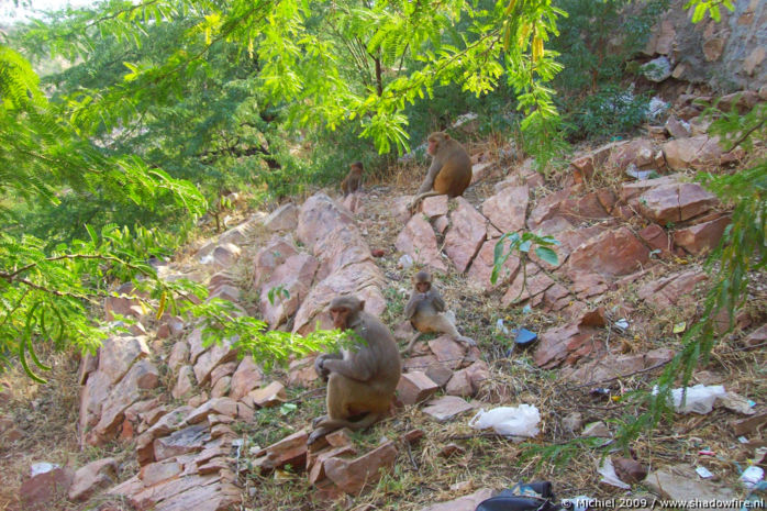 Galta Monkey Temple, Jaipur, Rajasthan, India, India 2009,travel, photography