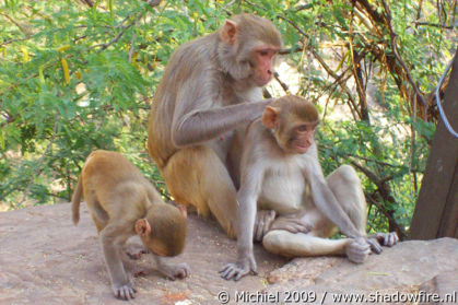 Galta Monkey Temple, Jaipur, Rajasthan, India, India 2009,travel, photography,favorites