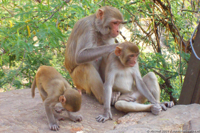 Galta Monkey Temple, Jaipur, Rajasthan, India, India 2009,travel, photography,favorites