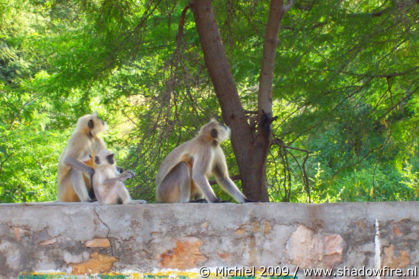 Ranthambhore NP, Rajasthan, India, India 2009,travel, photography