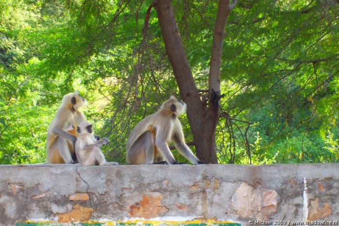 Ranthambhore NP, Rajasthan, India, India 2009,travel, photography