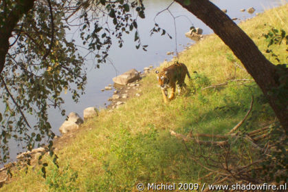 tiger, Ranthambhore NP, Rajasthan, India, India 2009,travel, photography