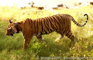 tiger, Ranthambhore NP, Rajasthan, India, India 2009,travel, photography