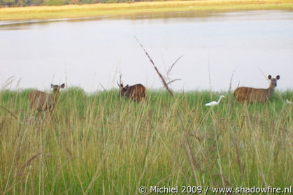 Ranthambhore NP, Rajasthan, India, India 2009,travel, photography