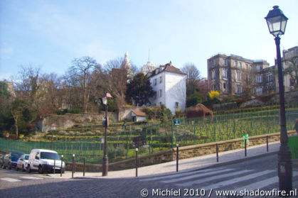 vineyard, Rue Saint Vincent, Montmartre, Paris, France, Paris 2010,travel, photography