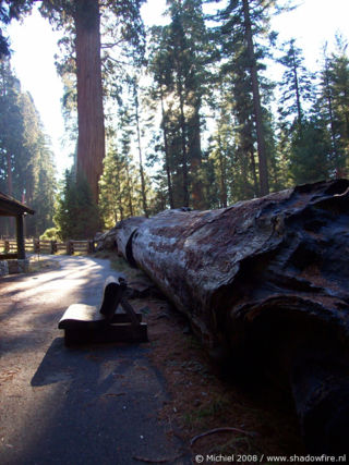 Giant Forest Museum, Giant Forest, Sequoia NP, California, United States 2008,travel, photography