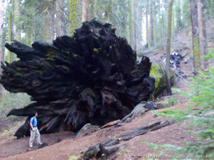 Bear Hill Trail, Giant Forest, Sequoia NP, California, United States 2008,travel, photography