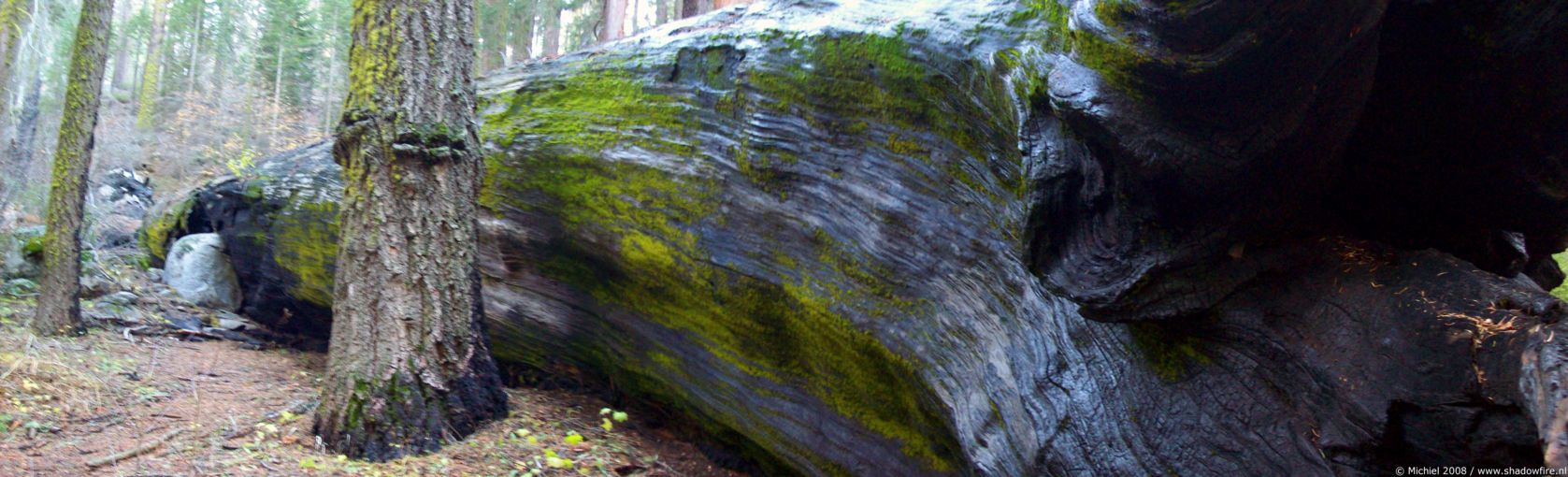 Bear Hill Trail panorama Bear Hill Trail, Giant Forest, Sequoia NP, California, United States 2008,travel, photography, panoramas