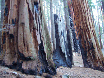 Bear Hill Trail, Giant Forest, Sequoia NP, California, United States 2008,travel, photography