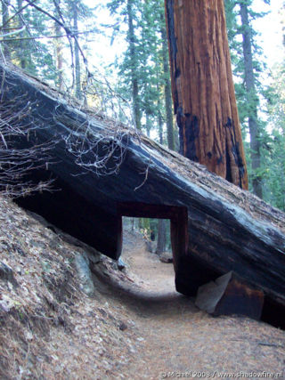 Bear Hill Trail, Giant Forest, Sequoia NP, California, United States 2008,travel, photography,favorites