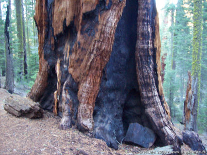 Bear Hill Trail, Giant Forest, Sequoia NP, California, United States 2008,travel, photography