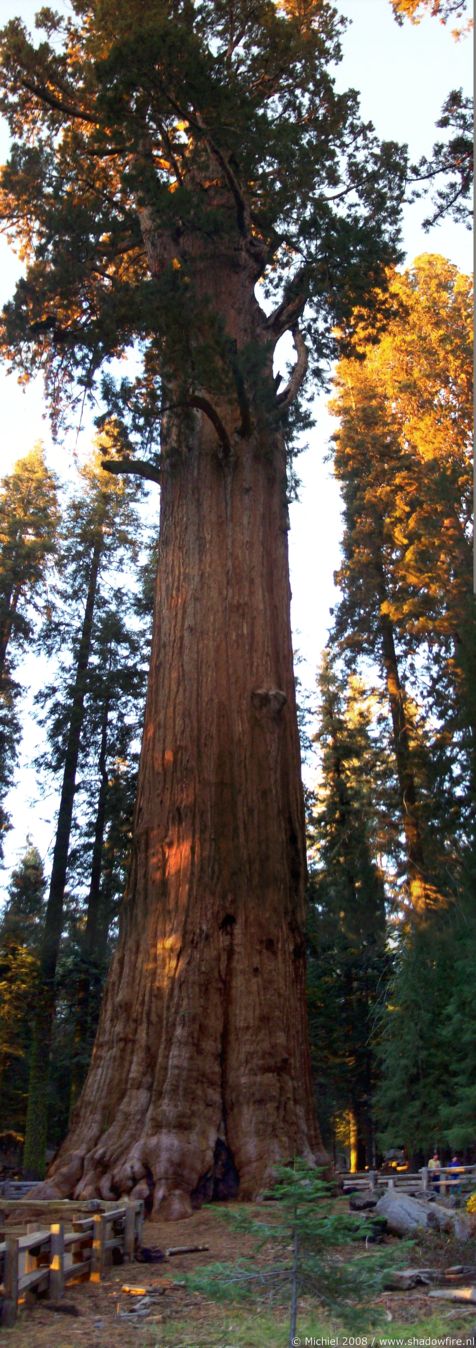 General Sherman tree panorama General Sherman tree, Sherman Tree Trail, Giant Forest, Sequoia NP, California, United States 2008,travel, photography,favorites, panoramas