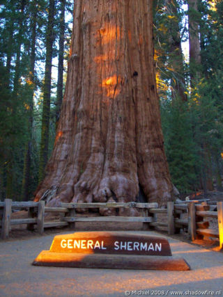 General Sherman tree, Sherman Tree Trail, Giant Forest, Sequoia NP, California, United States 2008,travel, photography