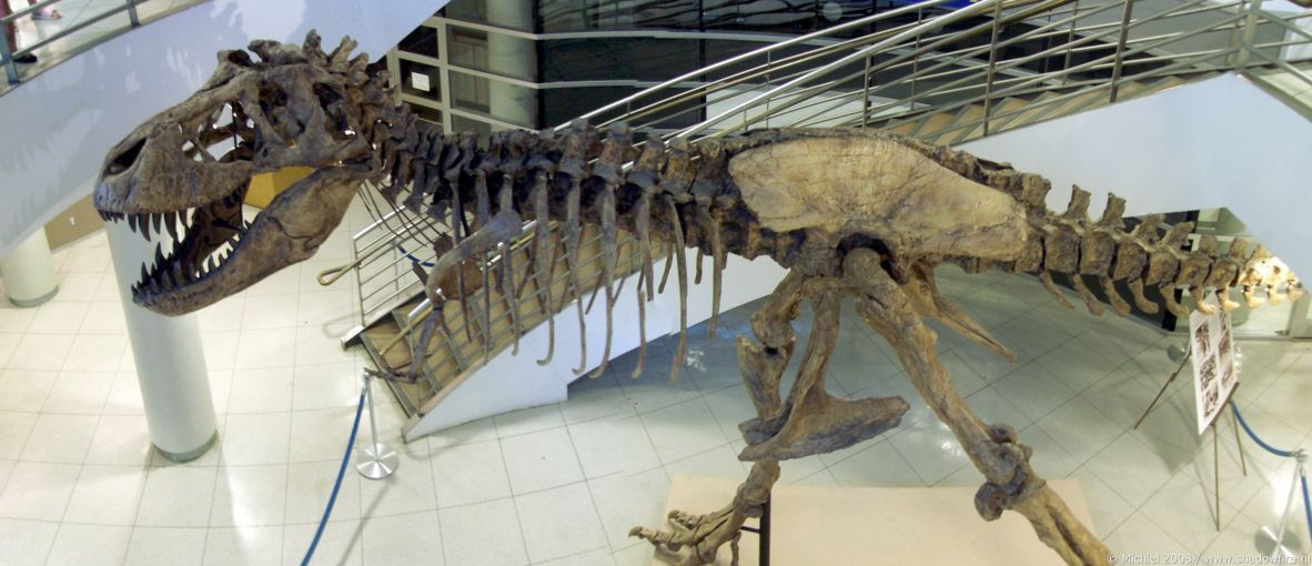 Tyrannosaurus Rex panorama Tyrannosaurus Rex, Life Sciences, University of California, Berkeley, California, United States 2008,travel, photography, panoramas