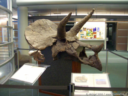 Triceratops, Life Sciences, University of California, Berkeley, California, United States 2008,travel, photography