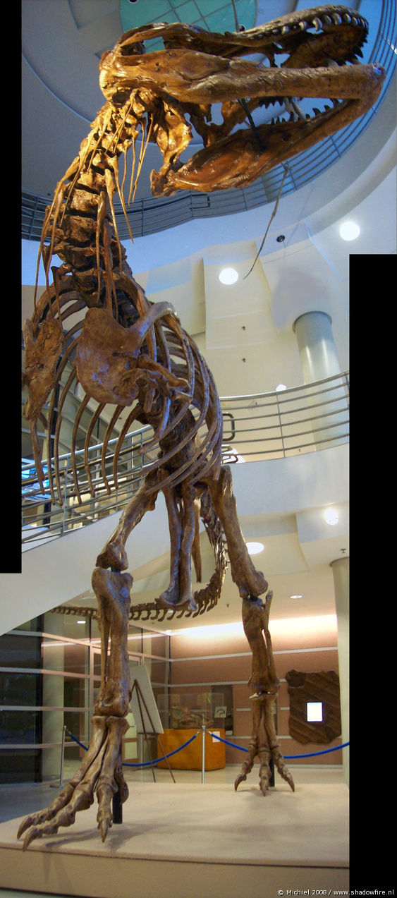 Tyrannosaurus Rex panorama Tyrannosaurus Rex, Life Sciences, University of California, Berkeley, California, United States 2008,travel, photography,favorites, panoramas