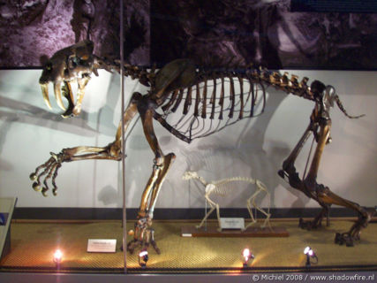 Smilodon Sabertooth cat, Life Sciences, University of California, Berkeley, California, United States 2008,travel, photography