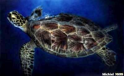 Artwork,Airbrush,Turtle,favorites,animals,sea